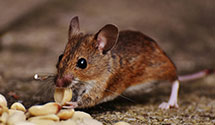 24 Hour & Emergency Exterminators in Bienville, LA